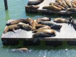  California sea lions hanging out a Pier 39